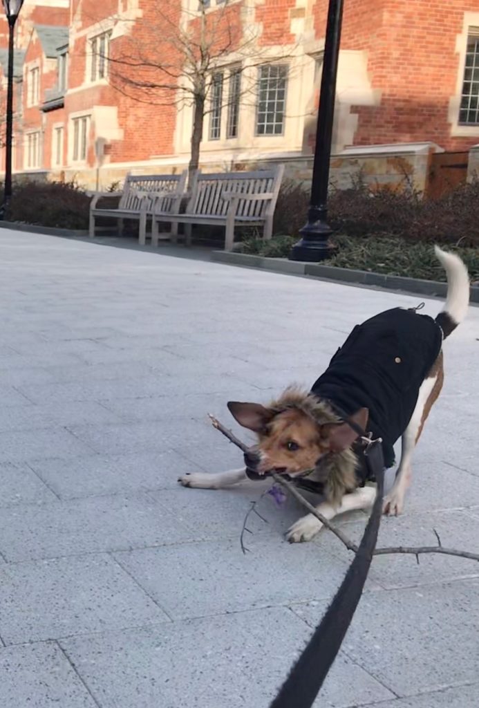 Foxhound mix wearing a coat and playbowing with a stick in her mouth