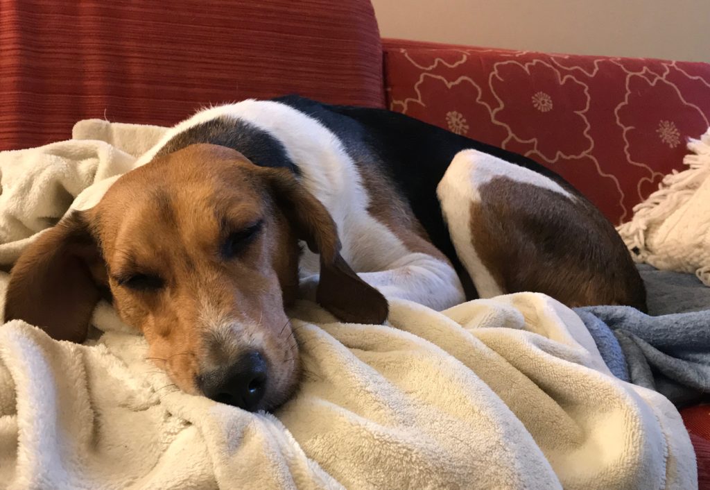 Foxhound mix sleeping on a blanket