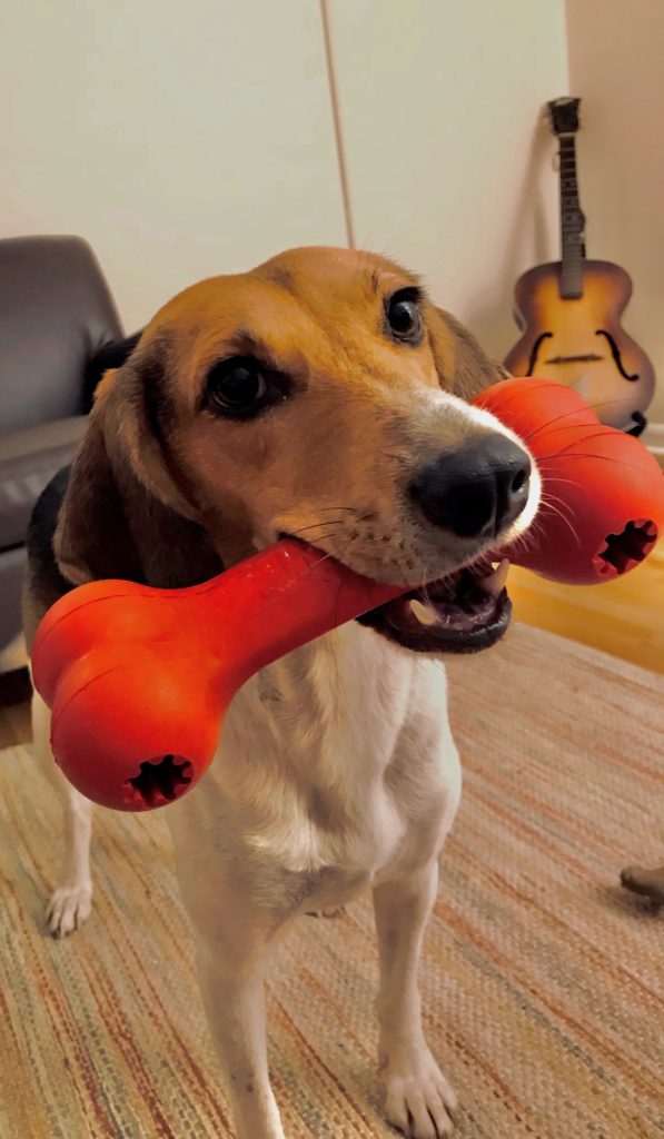 Foxhound mix holding a red bone toy in her mouth