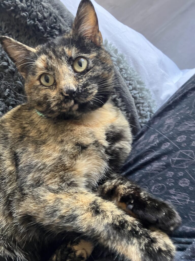 A tortoiseshell cat laying on her side looking at the camera.